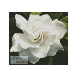 Gardenia (OzPhoto)