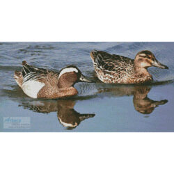 Garganey Ducks (Asfloro - Fotolia)