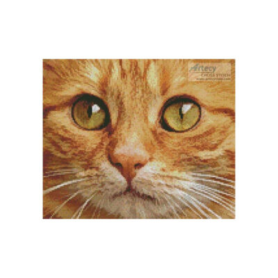 Ginger Cat Close Up (Alexas Fotos)