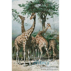 Giraffes (www.photos.com)