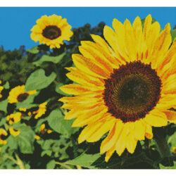 Glorious Sunflowers (Facebook Group) (Ulrike Leone)