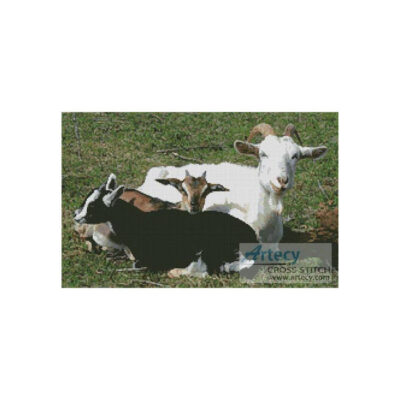 Goats
