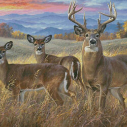 Golden Fields (Large) (Abraham Hunter)