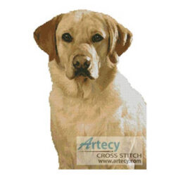 Golden Labrador (www.photostogo.com)