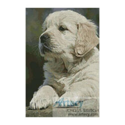 Golden Retriever Puppy (www.photostogo.com)