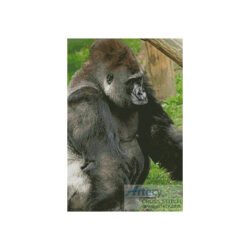 Gorilla 2 (www.photostogo.com)