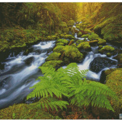 Gorton Creek Fern (Darren White Photography)