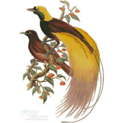 Greater Bird of Paradise (John Gould)