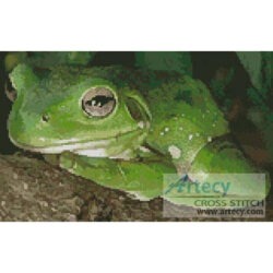 Green Tree Frog 2 (OzPhoto)