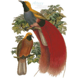 Grey Chested Bird of Paradise (John Gould)