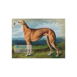 Greyhound (Fine Rare Prints)