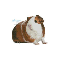 Guinea Pig (Michael Kloth - Corbis)