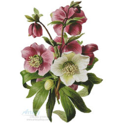 Hellebore (Antique print)