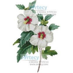 Hibiscus Syriacus