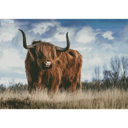 Highland Bull (Ron Berg)
