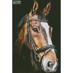 Horse Close Up 2 (Tom Meurer - Pixabay)