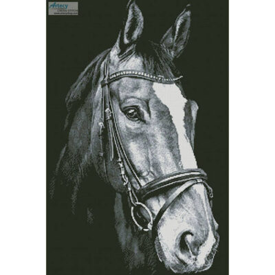 Horse Close Up 2 (Black and White) (Tom Meurer - Pixabay)