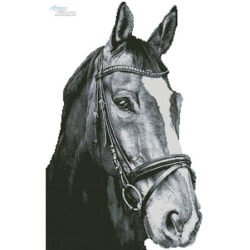 Horse Close Up 2 (Black and White) No Back (Tom Meurer - Pixabay)