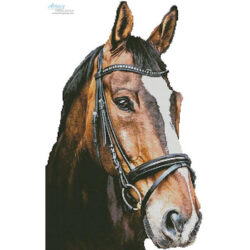 Horse Close Up 2 (No Back) (Tom Meurer - Pixabay)