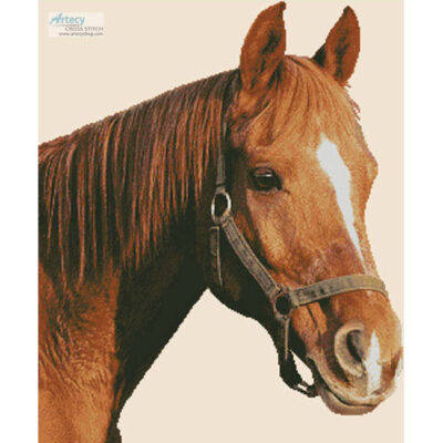 Horse Close Up (Chiemsee2016 - Pixabay)