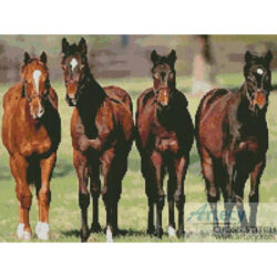 Horses (www.photos.com.)