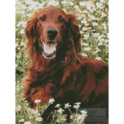 Irish Red Setter 2 (Brian Nelson)
