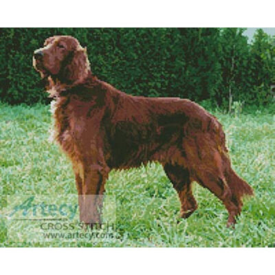 Irish Red Setter (Luis Miguel Bugallo Sanchez)