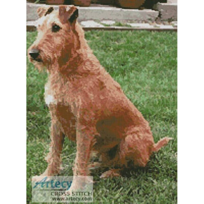 Irish Terrier (Dan Carmell from http://wikipedia.org)