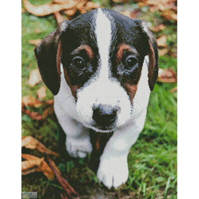 Jack Russell Terrier Puppy (Facebook Group) (TeWa)