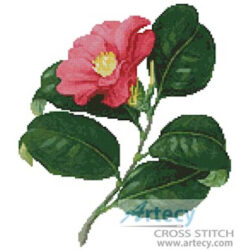 Japanese Camellia (www.finerareprints.com)