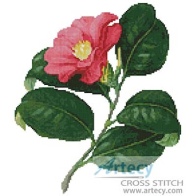 Japanese Camellia (www.finerareprints.com)