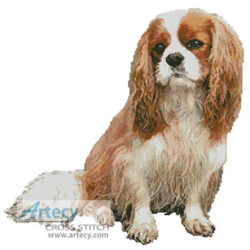 King Charles Cavalier