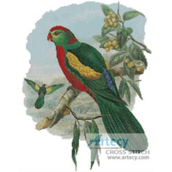 King Parrot 2 (John Gould)