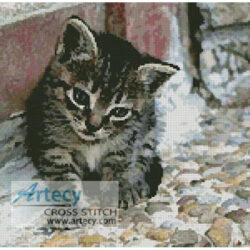 Kitten (Pacotto)