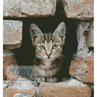 Kitten in Wall (www.photostogo.com)