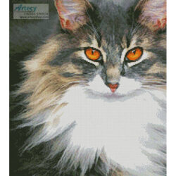 Kitty (Patrice Audet - Pixabay)