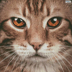 Kitty Close Up (Facebook Group) (Jan Korpriv)