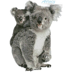 Koala and Joey (Life on White - Alamy)