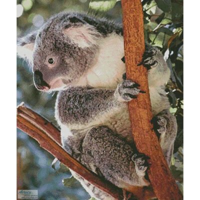Koala Photo (Sandid - Pixabay)