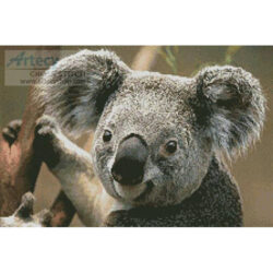 Koala Portrait (Corbis)