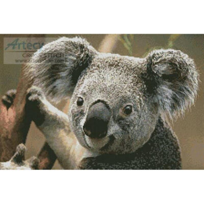 Koala Portrait (Corbis)