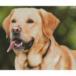 Labrador Retriever (Chimsee2016-Pixabay)