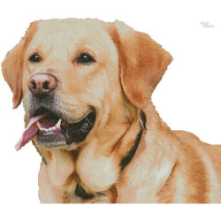 Labrador Retriever (No Background) (Chimsee2016-Pixabay)