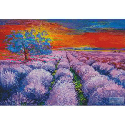 Lavender Field at Sunset (Boyan Dimitrov)