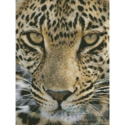 Leopard Close Up (www.photostogo.com)