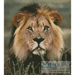 Lion 3