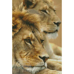 Lion Couple (Kitch Bain - Fotolia)