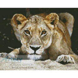 Lioness 2