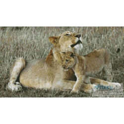 Lioness and Cub (www.photostogo.com)