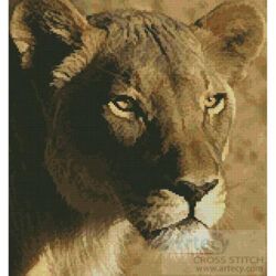 Lioness Close Up (www.photostogo.com)